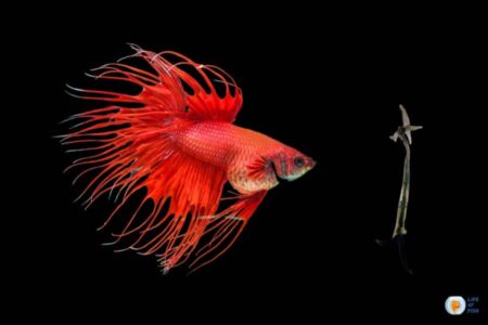 Anchor Worm On Betta: Causes, Treatment and Care