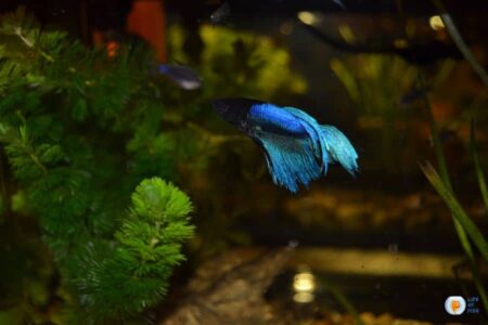 Betta Fish Diseases: How to Recognize and Treat Them