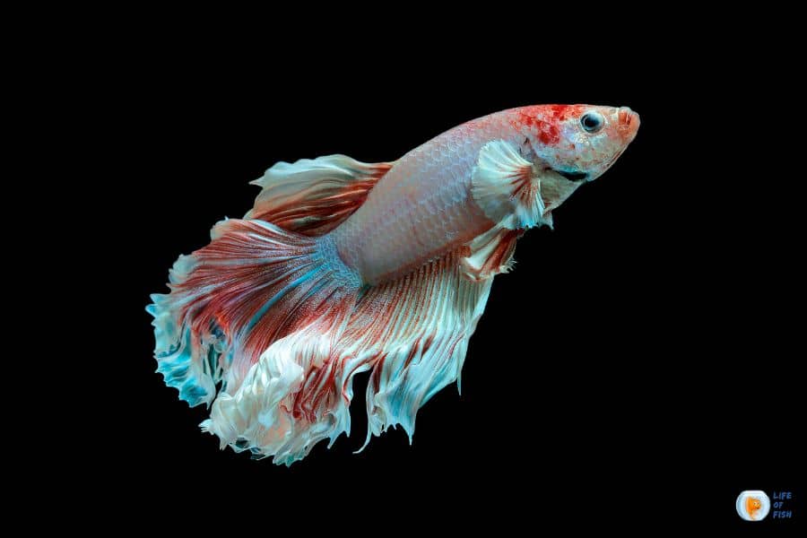 Betta Fish Diseases