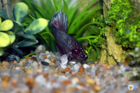 Betta Fish Ich: Causes, Symptoms, and Treatment