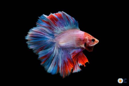 Betta Hole In Head: Causes, Symptoms, and Ways to Prevent It