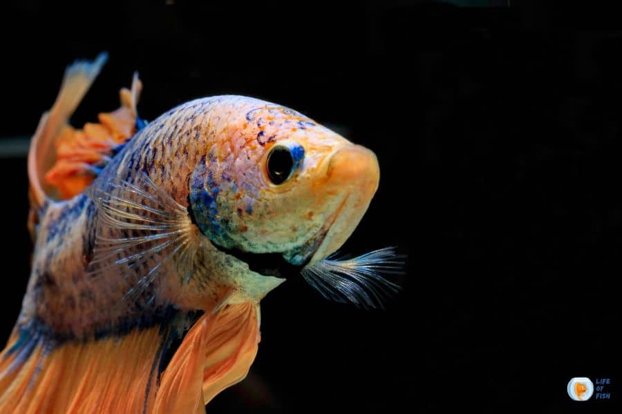 Betta Swim Bladder Disease