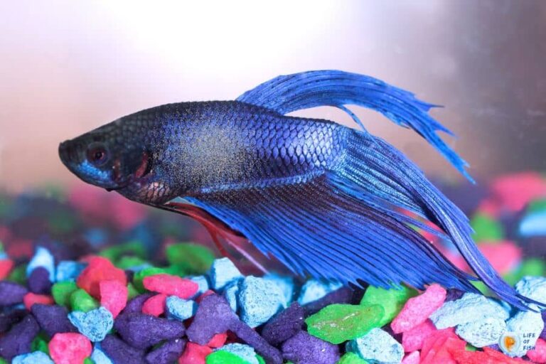 Defeating Betta Velvet Disease The Ultimate Guide to Symptoms