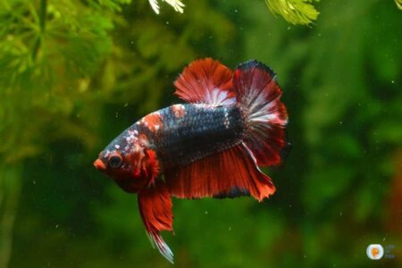 Betta Furunculosis: A Guide to Diagnosis and Treatment