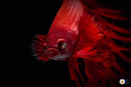 Betta Cloudy Eye Disease: Causes, Symptoms, and Treatment