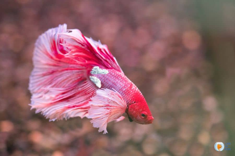 betta fish fungus