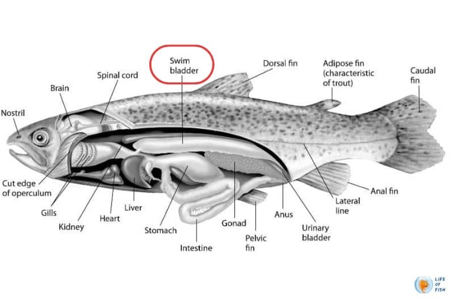 Betta Swim Bladder Disease