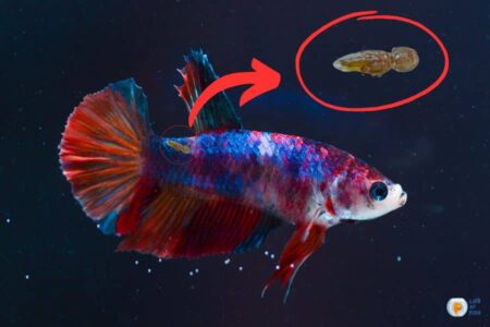 Betta Lice 101: Everything You Need to Know