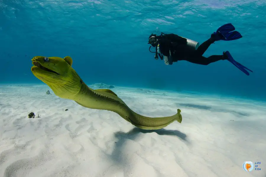 moray eel