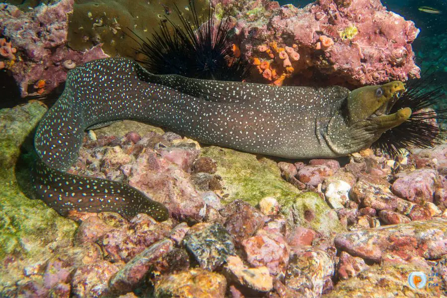 moray eel