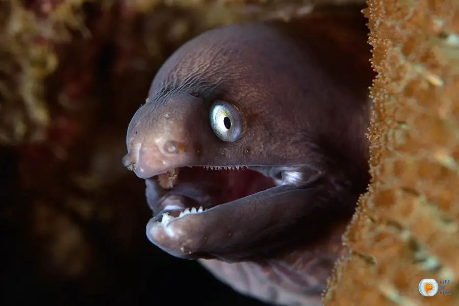 moray eel