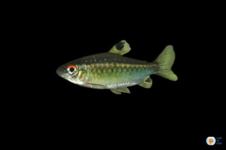 African Red Eye Tetra: A Vibrant Addition to Your Aquarium