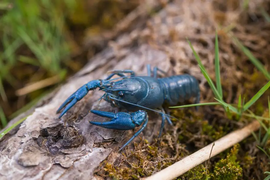 Is the Blue Crayfish Rare