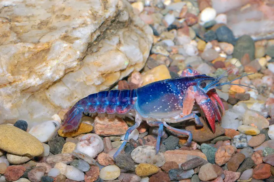 Is the Blue Crayfish Rare