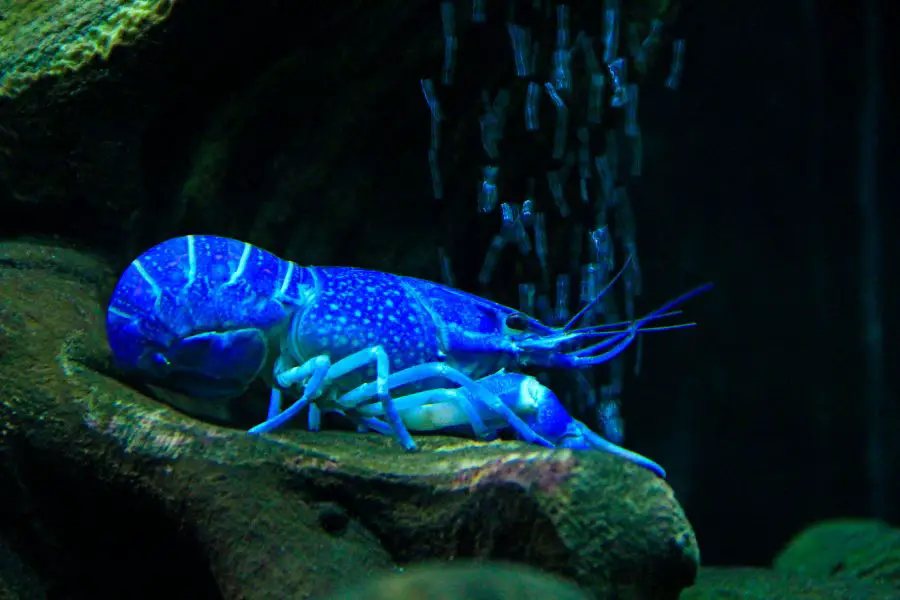 Is the Blue Crayfish Rare