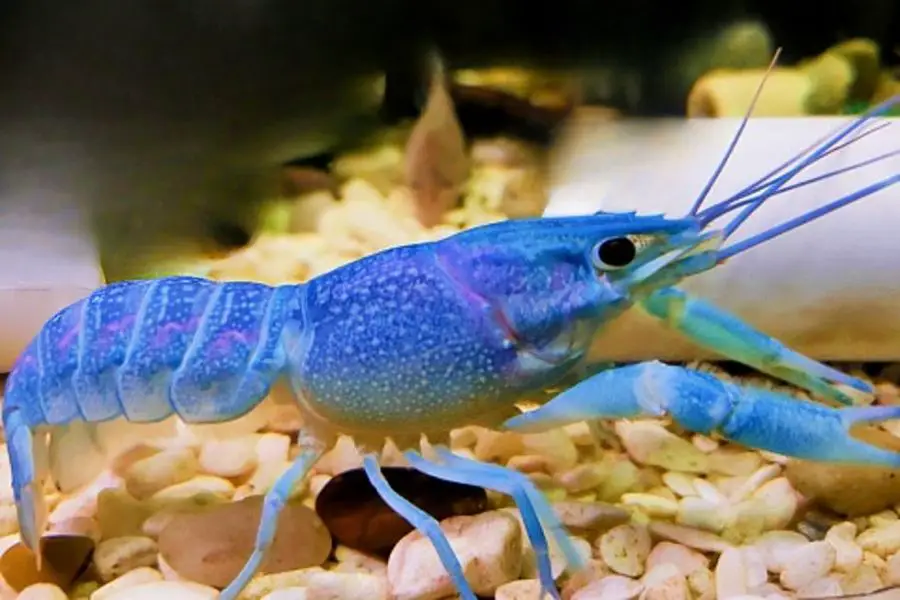 Blue Crayfish