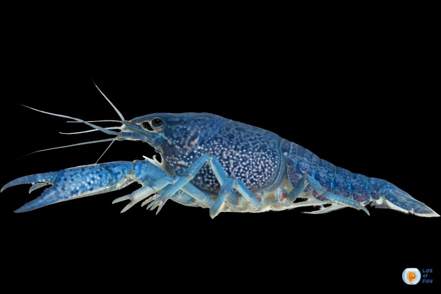 Blue Crayfish