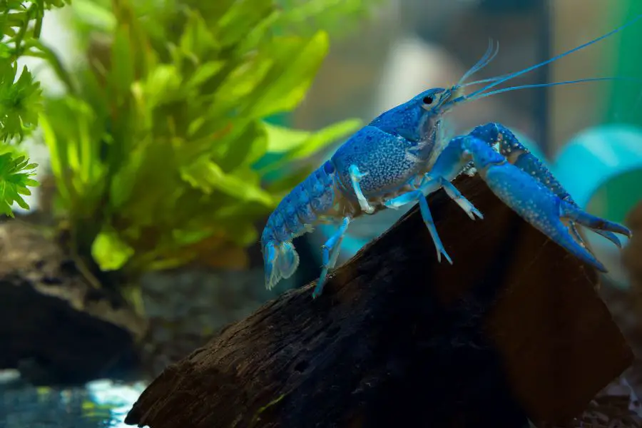 Blue Crayfish