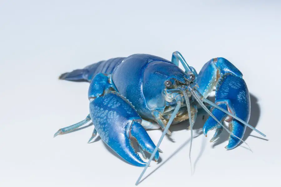 Blue Crayfish