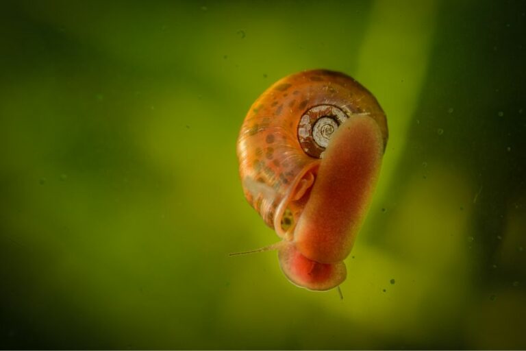 Getting Rid of Snail Eggs in Your Aquarium A StepbyStep Guide