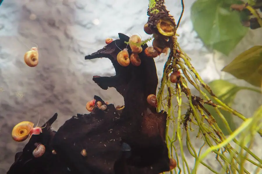 Getting Rid of Snail Eggs in Your Aquarium