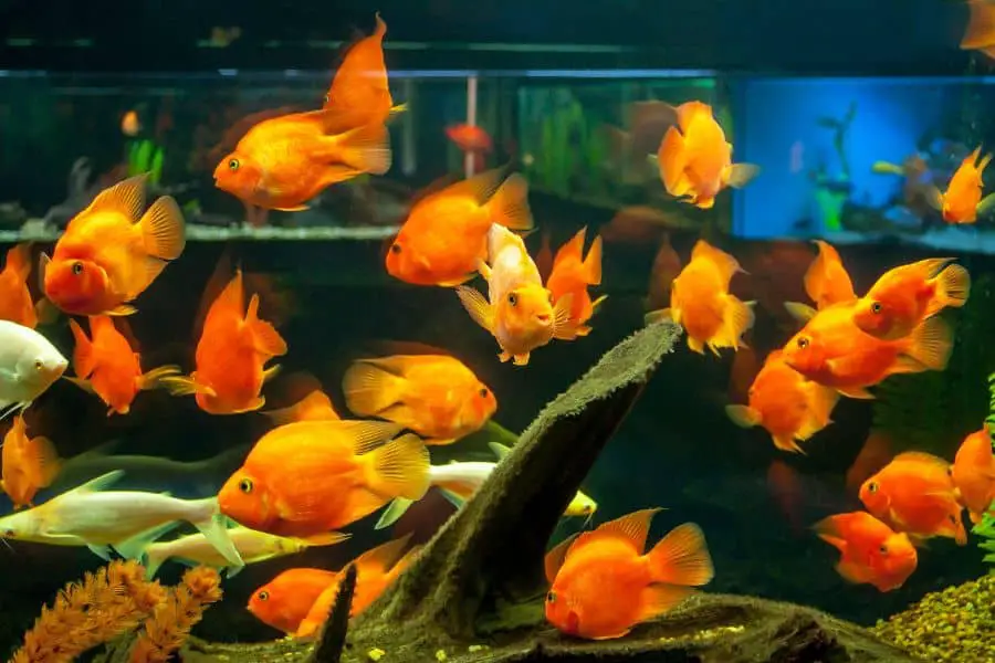 How Big Of A Tank Does A Goldfish Really Need?