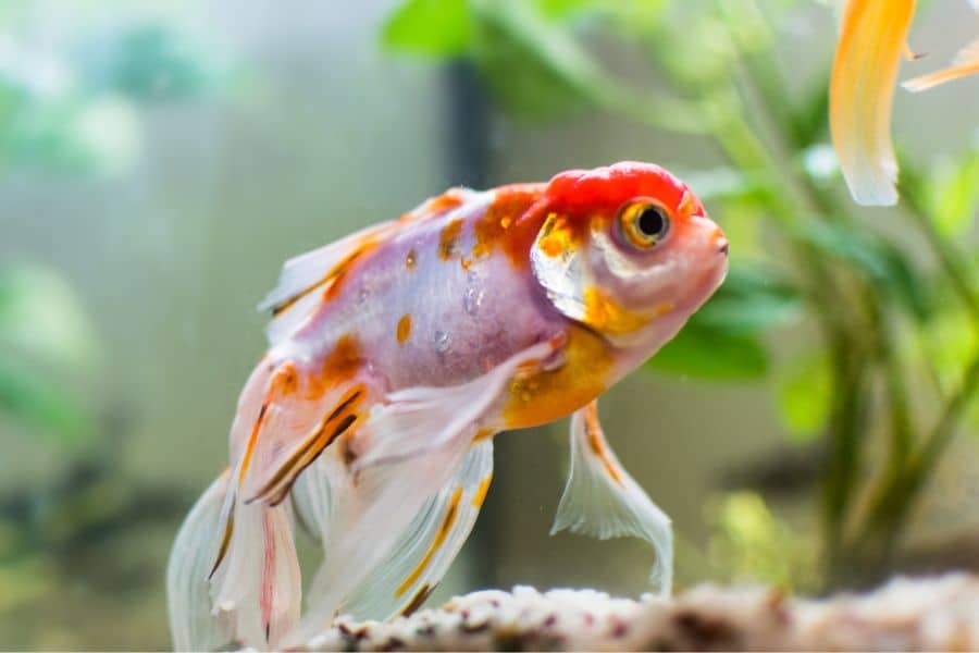 How Big Of A Tank Does A Goldfish Really Need?