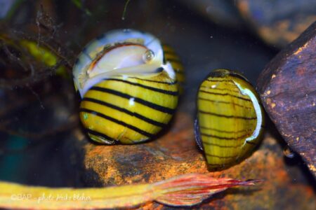 How To Tell If Nerite Snail Eggs Are Fertile? A Guide to Deciphering Fertility