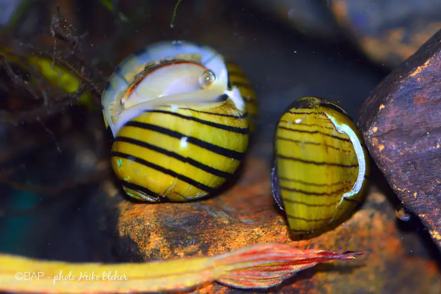 How To Tell If Nerite Snail Eggs Are Fertile? A Guide to Deciphering ...