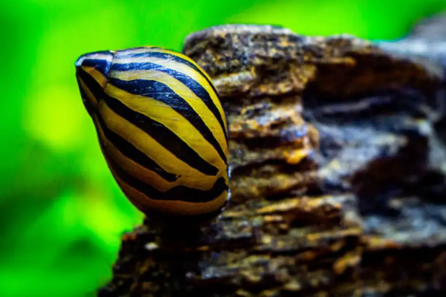 How to Hatch Nerite Snail Eggs