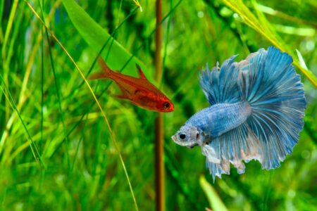 Ember Tetras with Betta Fish : The Complete Guide to Housing