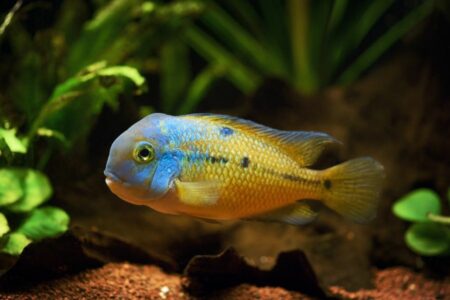 Macaw Cichlids: The Complete Care Guide