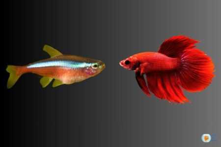 Compatibility Guide: Keeping Neon Tetras with Betta Fish
