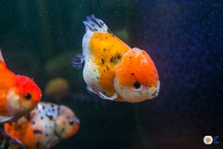 The Complete Guide to Keeping Ranchu Goldfish
