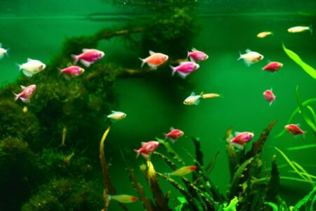 GloFish Tetra Male or Female ? How To Tell