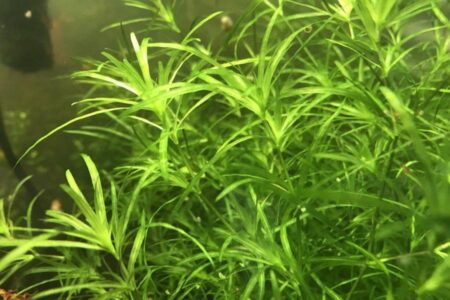 Guppy Grass: Tips for Maximizing Growth