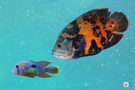Oscar Fish Eating Blue Acaras: Stopping Predation on Tankmates