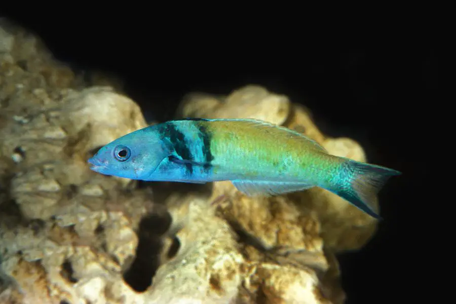 Fish That Changes Gender